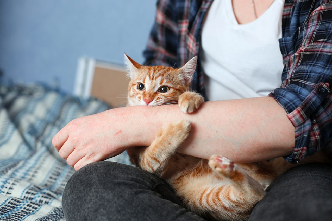 OGREBALA vas je MAČKA? Ovo su simptomi koje ne smete da ignorišete - mogu da budu fatalni!