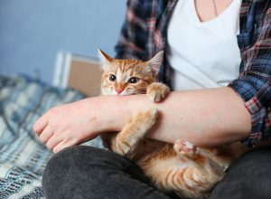 OGREBALA vas je MAČKA? Ovo su simptomi koje ne smete da ignorišete - mogu da budu fatalni!