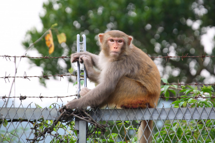 MAJMUNA je po rođenu MAMA ODBACILA: Čuvari zoo vrta ponudili su mu OVO, ne odvaja se od nje već 6 meseci - ceo svet plače! (VIDEO)