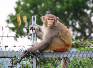 MAJMUNA je po rođenu MAMA ODBACILA: Čuvari zoo vrta ponudili su mu OVO, ne odvaja se od nje već 6 meseci - ceo svet plače! (VIDEO)