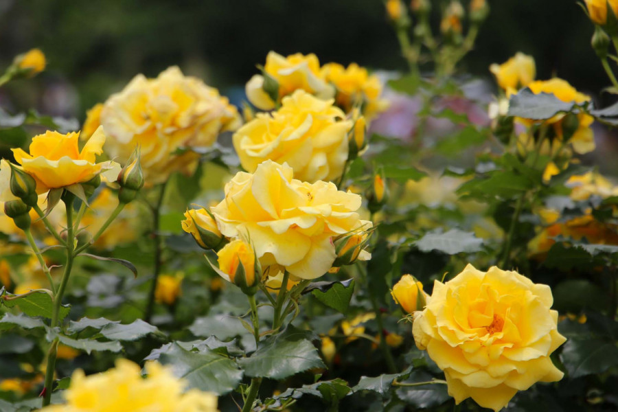 RUŽE će vam procvetati kao nikad pre: Uradite ovu 1 stvar pre proleća i uživajte u RASKOŠNOJ bašti
