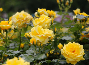 RUŽE će vam procvetati kao nikad pre: Uradite ovu 1 stvar pre proleća i uživajte u RASKOŠNOJ bašti