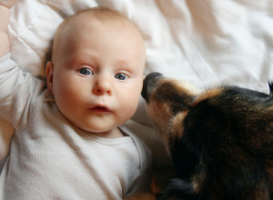 Mislili su da BEBA spava, a zapravo je ostala SAMA SA VUČJAKOM: Kad su pogledali snimak zanemeli su - to više nikad neće uraditi (VIDEO)