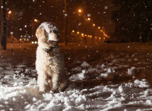 PAS je nepomično sedeo duže od 5 SATI NA MEĆAVI, tik uz prometni put: Kada su ga podigli, ispod njega su zatekli prizor koji SLAMA SRCE (FOTO)