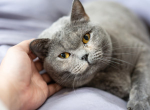 Da li vaša MAČKA zaista može da vas ZABORAVI? Istraživanje otkriva šokantnu istinu!
