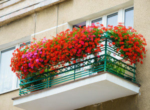Ako posadite ove tri BILJKE u martu, terasa će vam do maja izgledati kao CVETNI RAJ