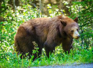 Ova BILJKA čisti organizam, pokreće varenje i jača telo: Čak je i medvedi jedu čim se probude iz zimskog sna!