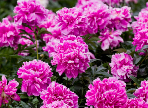 Ne pravite ove tri greške u martu: Kako da BOŽURI stvore CVETNU bajku od vaše bašte