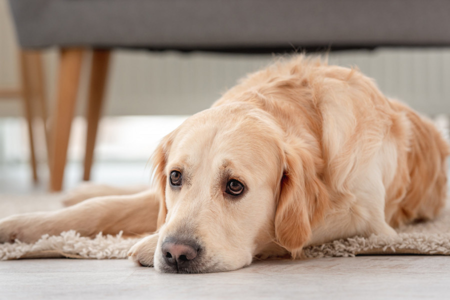 Kada PAS izgubi vlasnika, počinje tiha PATNJA: Ove znake TUGE nikako ne smete ignorisati