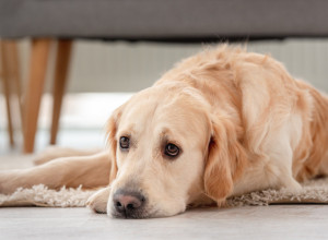 Kada PAS izgubi vlasnika, počinje tiha PATNJA: Ove znake TUGE nikako ne smete ignorisati