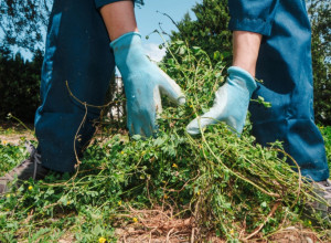 Svi ga čupaju i bacaju, a prave veliku grešku: Evo kako KOROV može spasti vašu baštu - jedan korak ključan je u MARTU