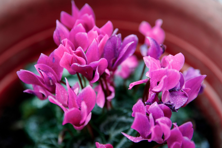 CIKLAMA će cvetati mesecima ako je ovako negujete: Evo kada je pravo vreme za presađivanje