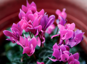 CIKLAMA će cvetati mesecima ako je ovako negujete: Evo kada je pravo vreme za presađivanje