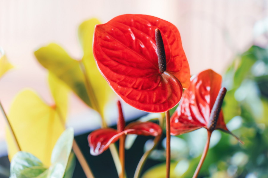 Kako da vam ANTURIJUM ne uvene: Uz pravilnu negu ova biljka može cvetati tokom cele godine