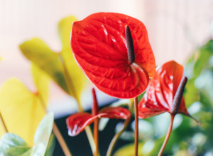 Kako da vam ANTURIJUM ne uvene: Uz pravilnu negu ova biljka može cvetati tokom cele godine