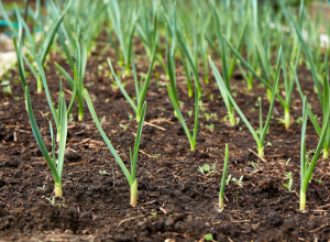 Posadite LUK u martu i dodajte ove biljke pored njega: Baštovani tvrde da rod može da bude duplo veći!