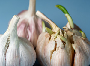 Svi bacaju proklijali BELI LUK, a ne znaju da prave veliku GREŠKU! Evo zašto ga treba jesti