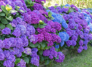 Samo jedan detalj odlučuje koje će BOJE biti HORTENZIJE – ovo su tri GREŠKE koje svi prave!