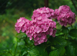 Ne preskačite ovaj korak u aprilu - HORTENZIJE će vam pretvoriti baštu u cvetno carstvo!