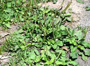 Svi misle da je KOROV, a krije veliku MOĆ: Ova biljka pomaže kod kašlja i čisti pluća