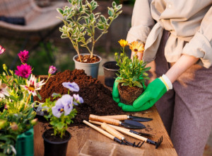 Svi prave ove GREŠKE pri SADNJI CVEĆA u martu: Zbog toga vam biljke venu, a za ove 3 vrste je još uvek rano!
