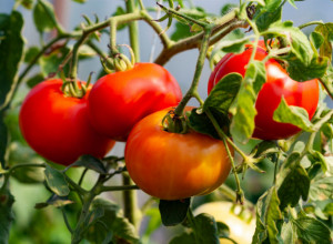 Provereni TRIK baštovana: Posadite ovu BILJKU pored PARADAJZA, neće biti štetočina, a ukus će biti neverovatan