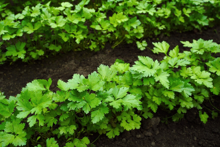 Kako da PERŠUN nikne mnogo brže: Jednostavan TRIK od 15 minuta koji preporučuju baštovani