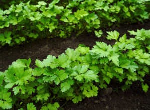 Kako da PERŠUN nikne mnogo brže: Jednostavan TRIK od 15 minuta koji preporučuju baštovani