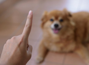 Treneri pasa savetuju: Ovu naredbu svaki PAS mora da nauči ODMAH