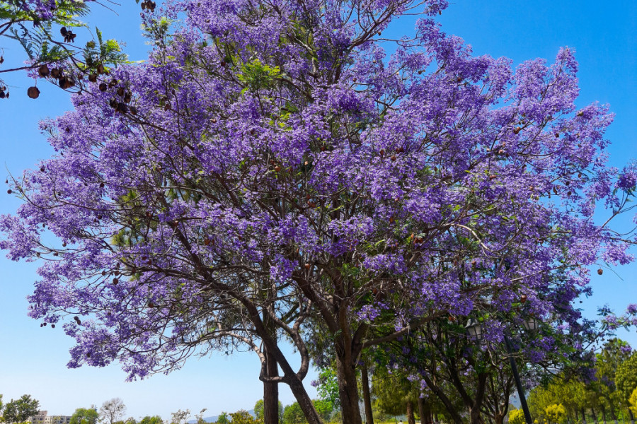 Svi žele ovo ČUDESNO DRVO: Raste neverovatnom brzinom i u proleće se pretvara u pravu bajku
