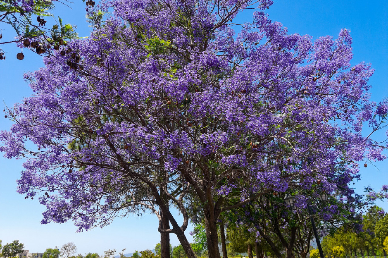 Svi žele ovo ČUDESNO DRVO: Raste neverovatnom brzinom i u proleće se pretvara u pravu bajku