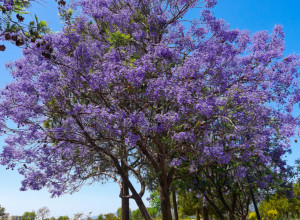 Svi žele ovo ČUDESNO DRVO: Raste neverovatnom brzinom i u proleće se pretvara u pravu bajku