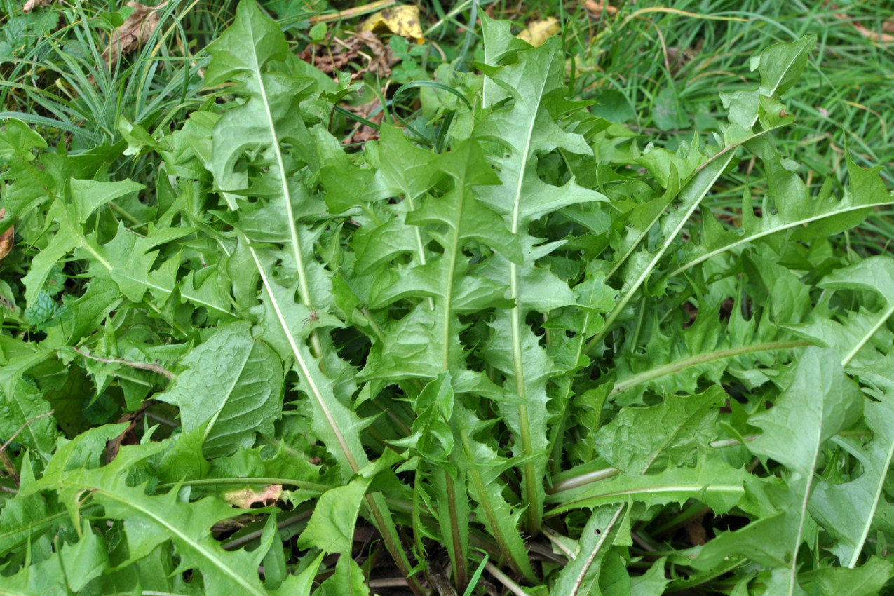 Ne, nije korov! Ova biljka ima više VITAMINA od spanaća, pravi je čistač organizma, a bila je OMILJENA i na jelovniku patrijarha Pavla