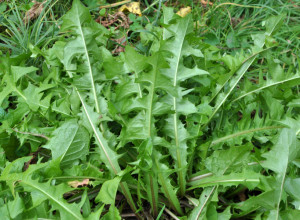 Ne, nije korov! Ova biljka ima više VITAMINA od spanaća, pravi je čistač organizma, a bila je OMILJENA i na jelovniku patrijarha Pavla