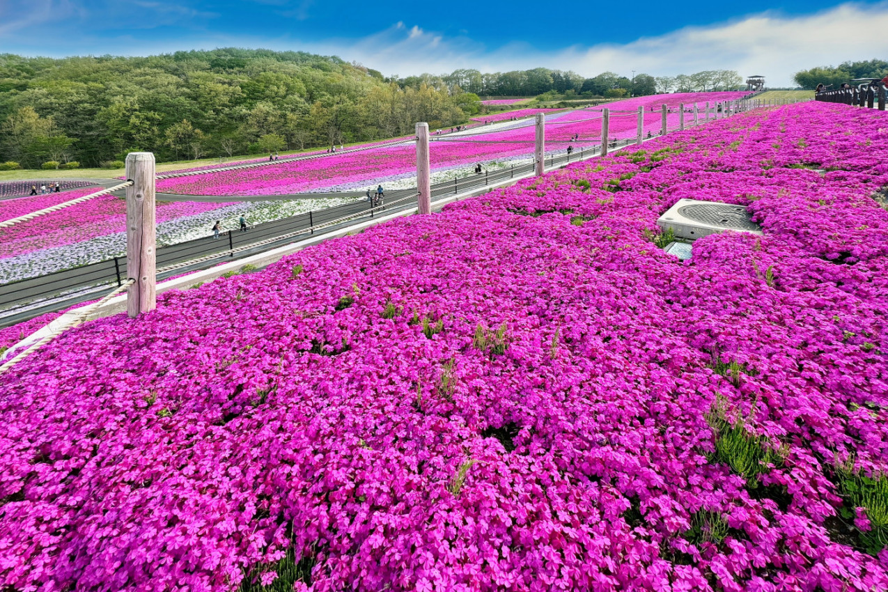 Supruga mu je iznenada oslepela i zatvorila se u kuću: Dve godine je SADIO CVEĆE ZA NJU - njihova ljubavna priča naterala je svima suze na oči (VIDEO)