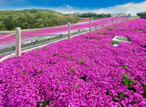 Supruga mu je iznenada oslepela i zatvorila se u kuću: Dve godine je SADIO CVEĆE ZA NJU - njihova ljubavna priča naterala je svima suze na oči (VIDEO)