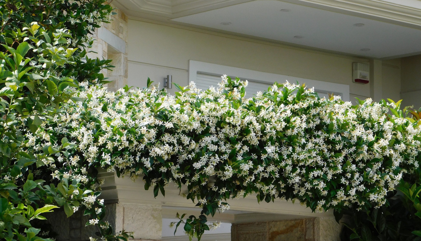 Svi žele ovu PENJAČICU: Biljka koja vašu baštu pretvara u MIRISNO letnje CARSTVO