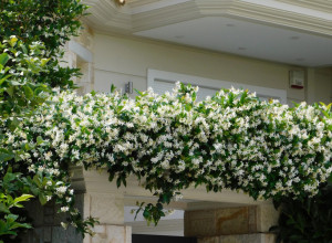 Svi žele ovu PENJAČICU: Biljka koja vašu baštu pretvara u MIRISNO letnje CARSTVO