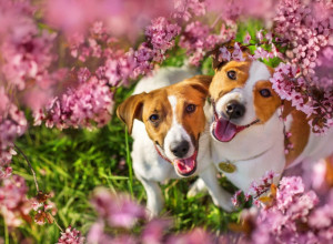 PROLEĆE krije opasnost za PSE: Veterinari upozoravaju da ove 4 vrste biljaka mogu biti kobne za vašeg ljubimca!