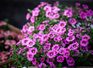 TAJNA BUJNIH PETUNIJA: Jedan uslov odlučuje da li će cvetati do jeseni