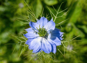 Narodski naziv ove biljke možda zvuči SMEŠNO, a ona zapravo pretvara vašu baštu u cvetni RAJ