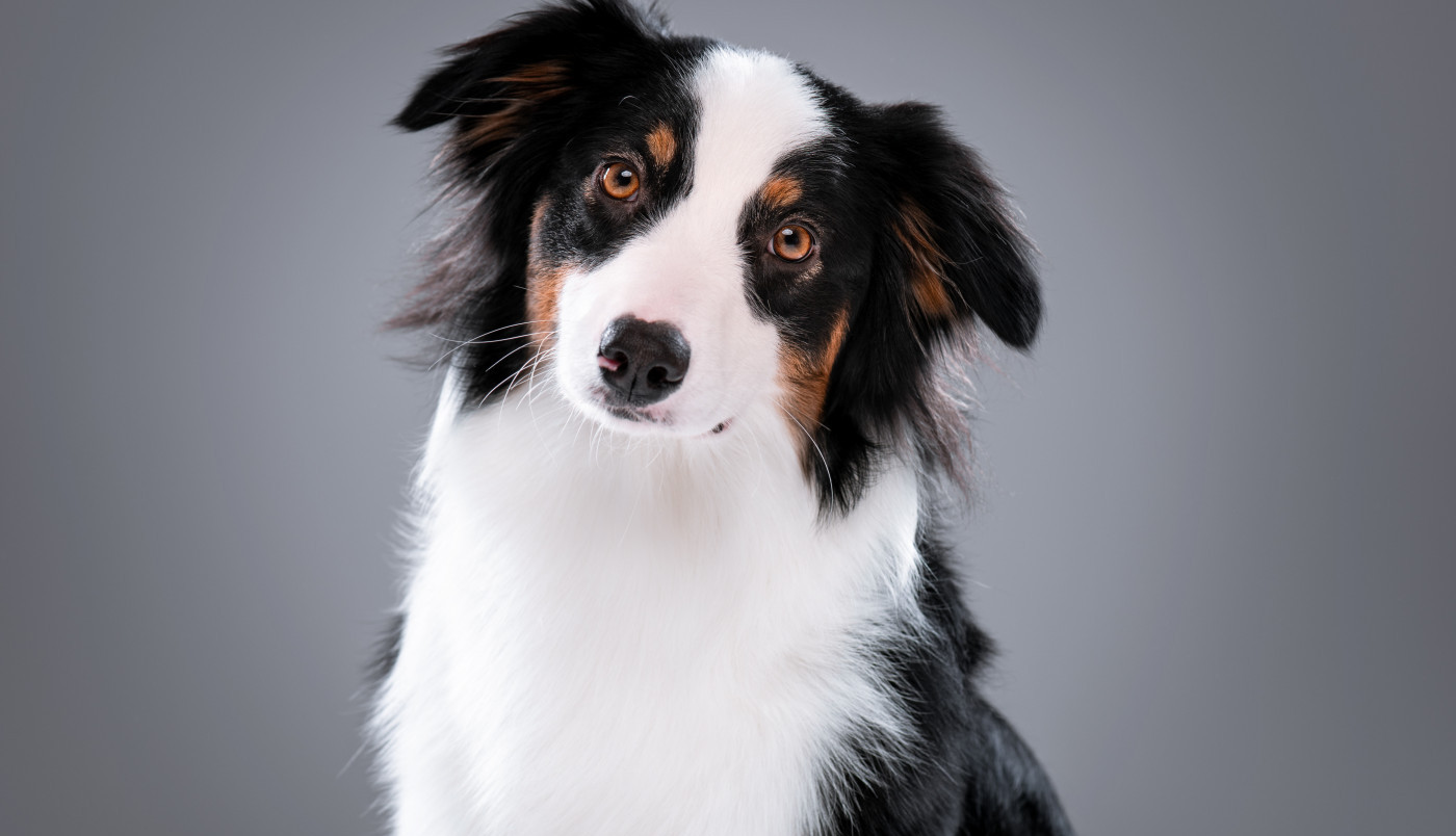 Zašto psi NAGINJU GLAVU i kada je to znak da nešto nije u redu?