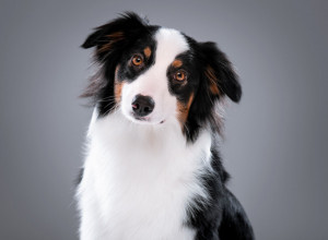 Zašto psi NAGINJU GLAVU i kada je to znak da nešto nije u redu?