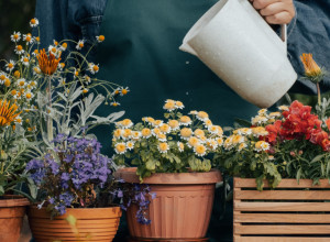 Oživite uvele biljke za tren: Prirodno đubrivo od samo 2 sastojka koje svi hvale