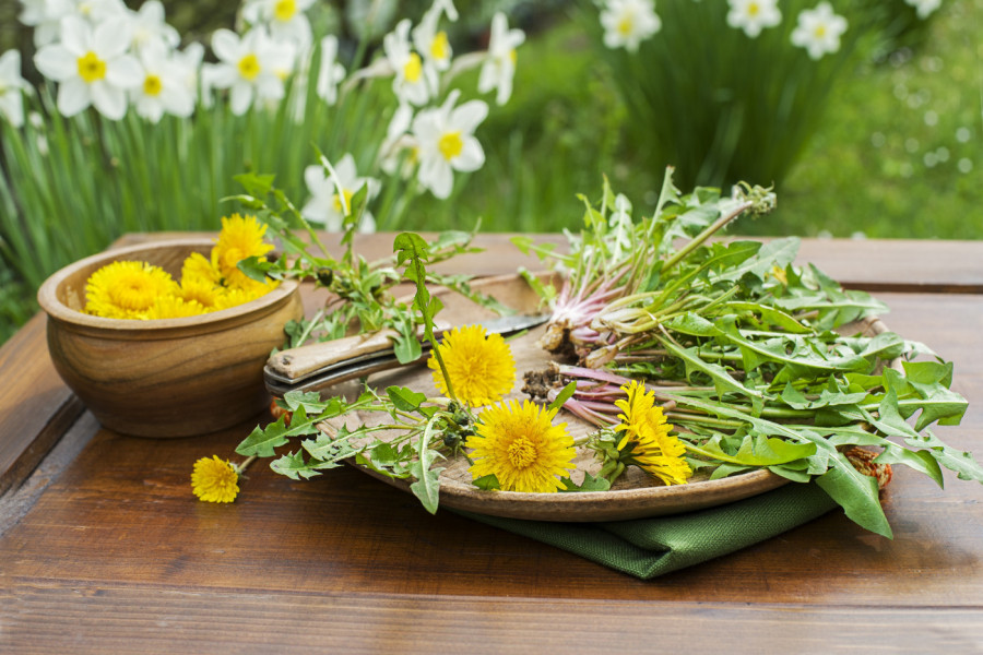Berite MASLAČAK, nećete se pokajati: Čudesna salata koja čisti telo i jača imunitet