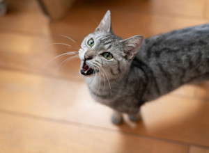 Vaša MAČKA preterano mjauče? Evo šta to zaista znači i kada je vreme za posetu veterinaru