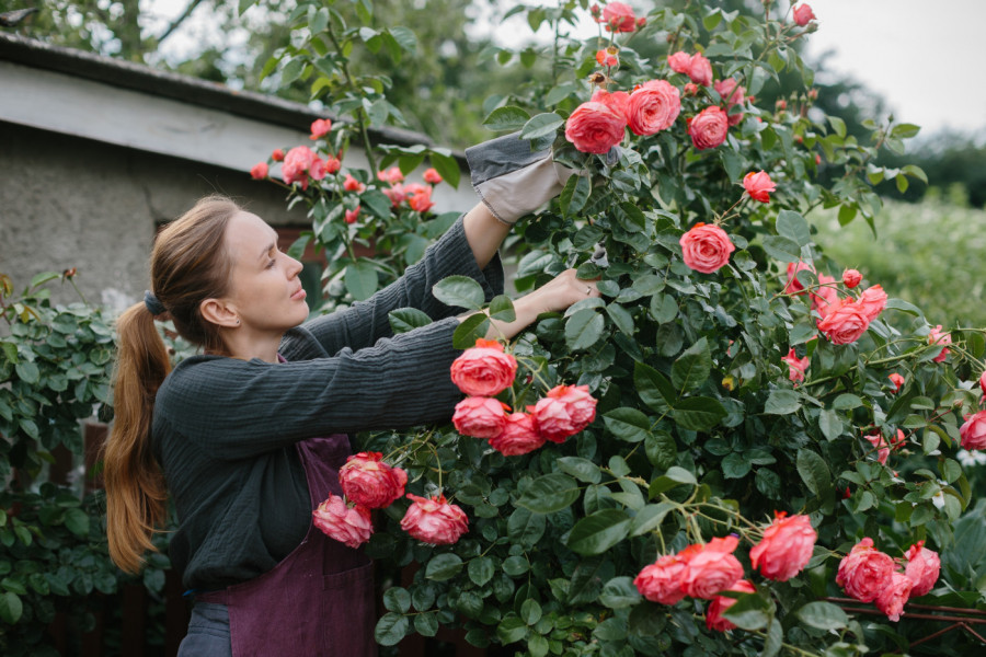 Evo šta treba da radite dao bi vam RUŽE uvek bujno cvetale: Tajna je u jednom jednostavnom triku