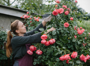 Evo šta treba da radite da bi vam RUŽE uvek bujno cvetale: Tajna je u jednom jednostavnom triku