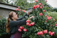 Evo šta treba da radite da bi vam RUŽE uvek bujno cvetale: Tajna je u jednom jednostavnom triku