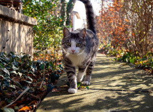 Komšijske MAČKE vam opsedaju dvorište? Ovaj jednostavan trik iz kuhinje ih momentalno odvraća